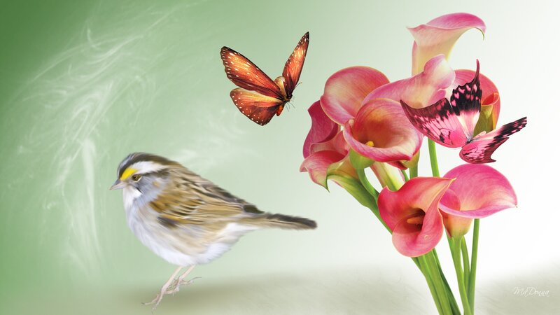 Bird and Butterflies