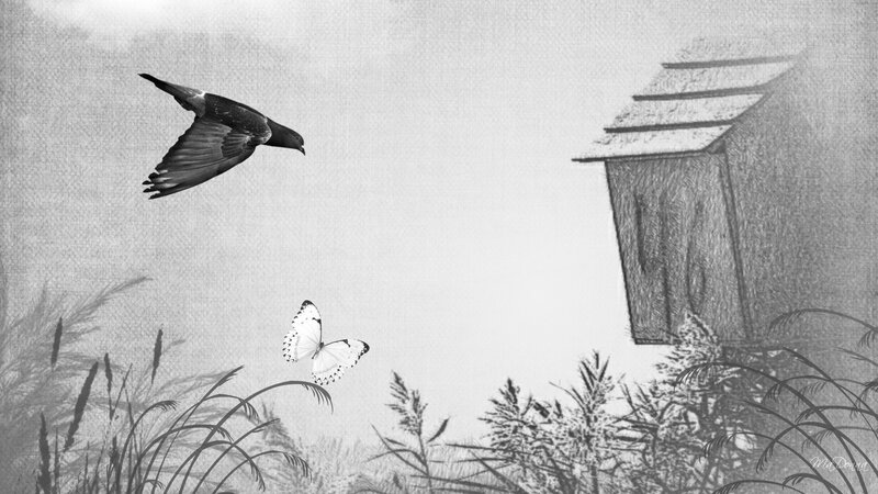 Bird and Butterfly in Flight