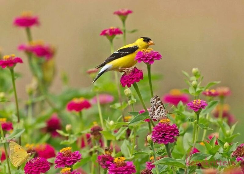 Bird and butterfly on flowers