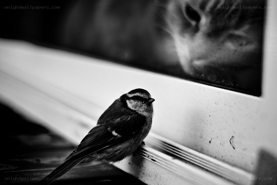 Bird and cat on a windowsill