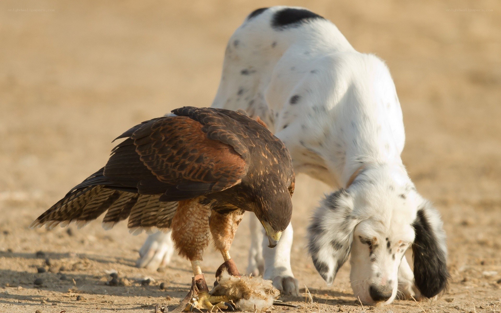 Bird and dog eating together