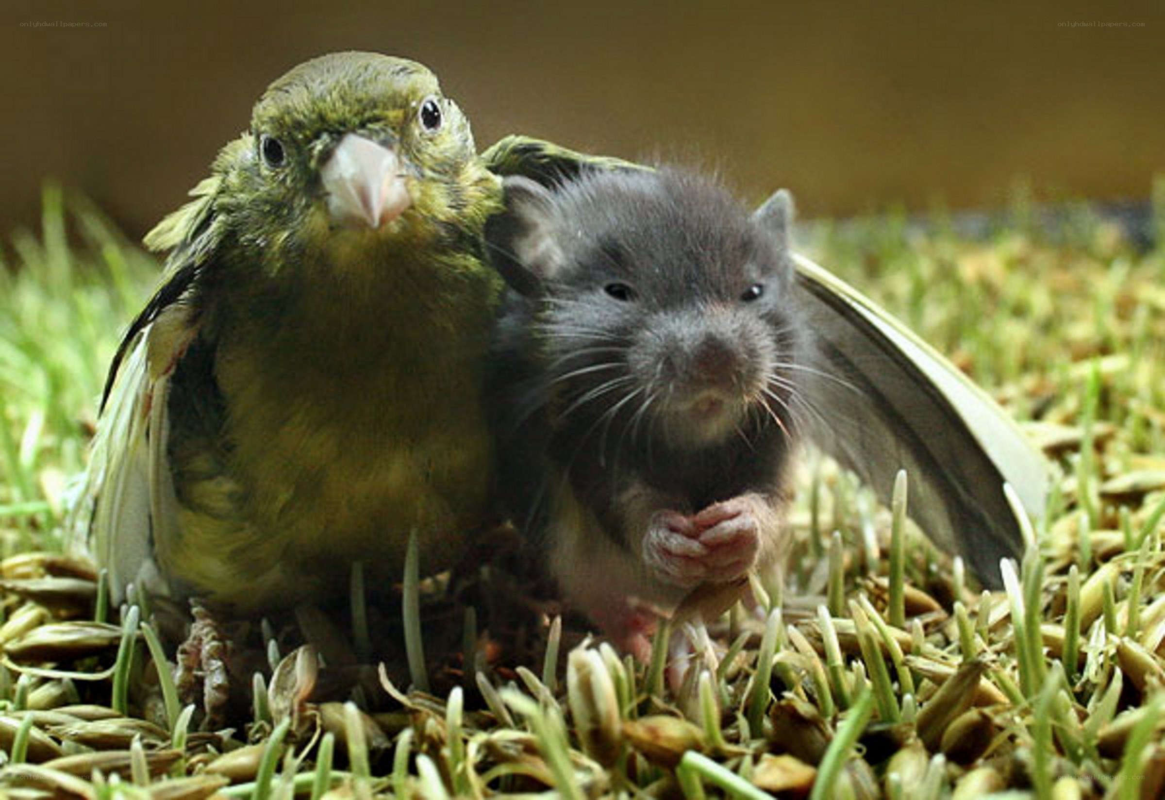 bird and mouse companions