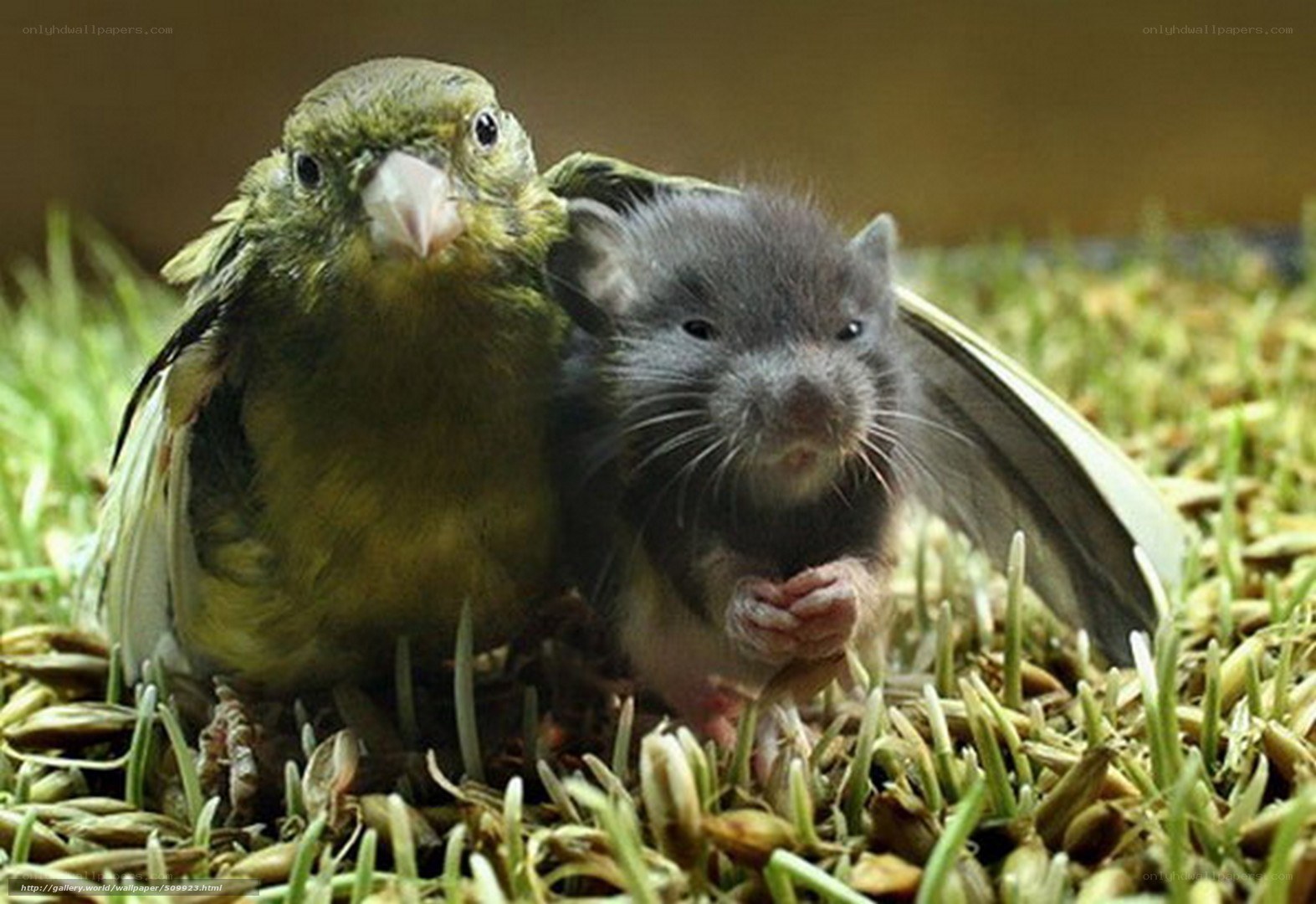 bird and mouse companions