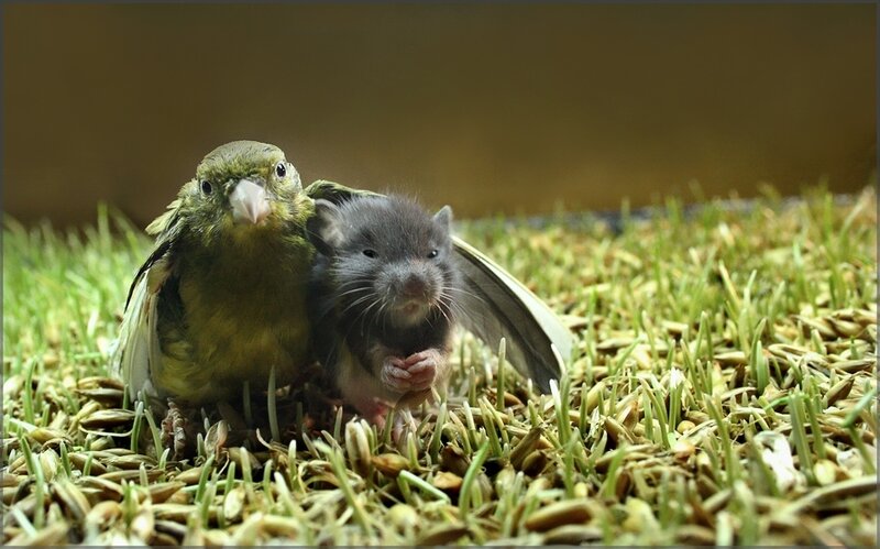 Bird and Rat on Grass