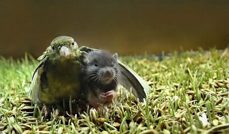 bird and rat together