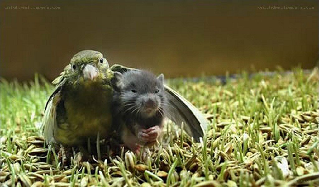 bird and rat together