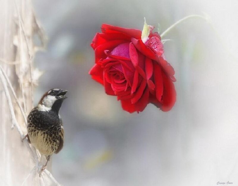 Bird and red rose