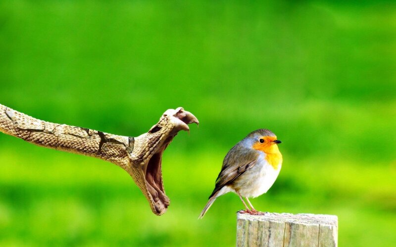 Bird and Snake Facing