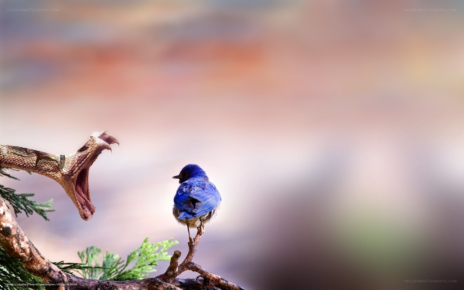 bird and snake on a branch