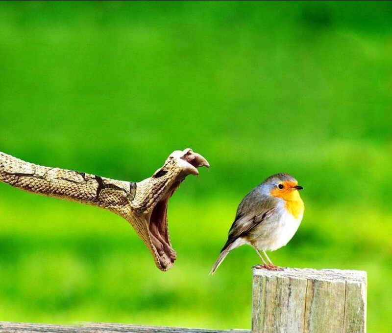 Bird and Snake on Post