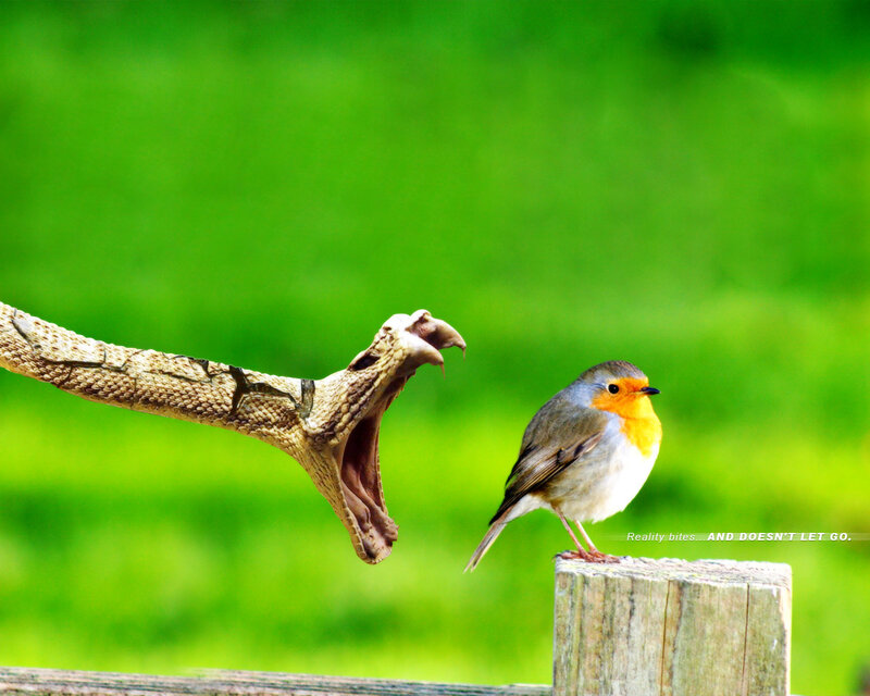 Bird and Snake