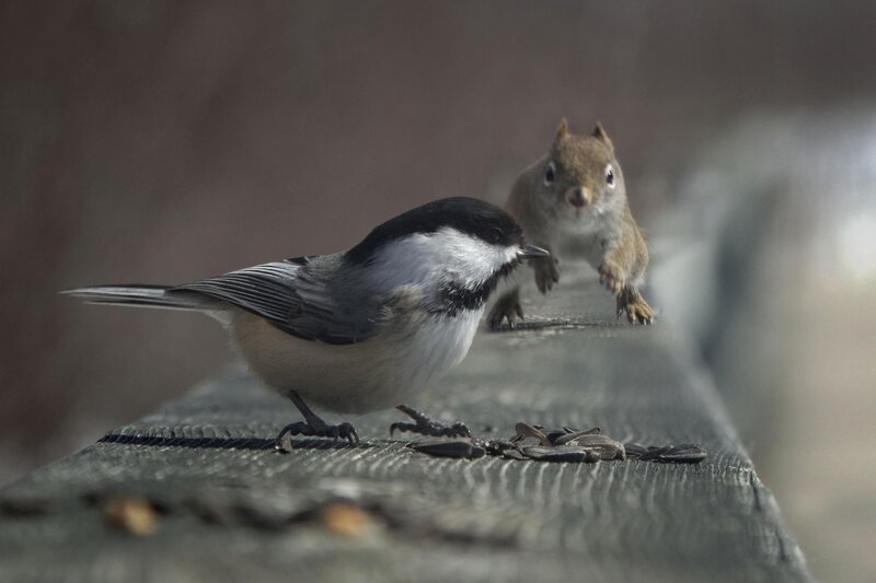 Bird and squirrel on a feeder