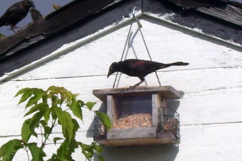 bird at a feeder