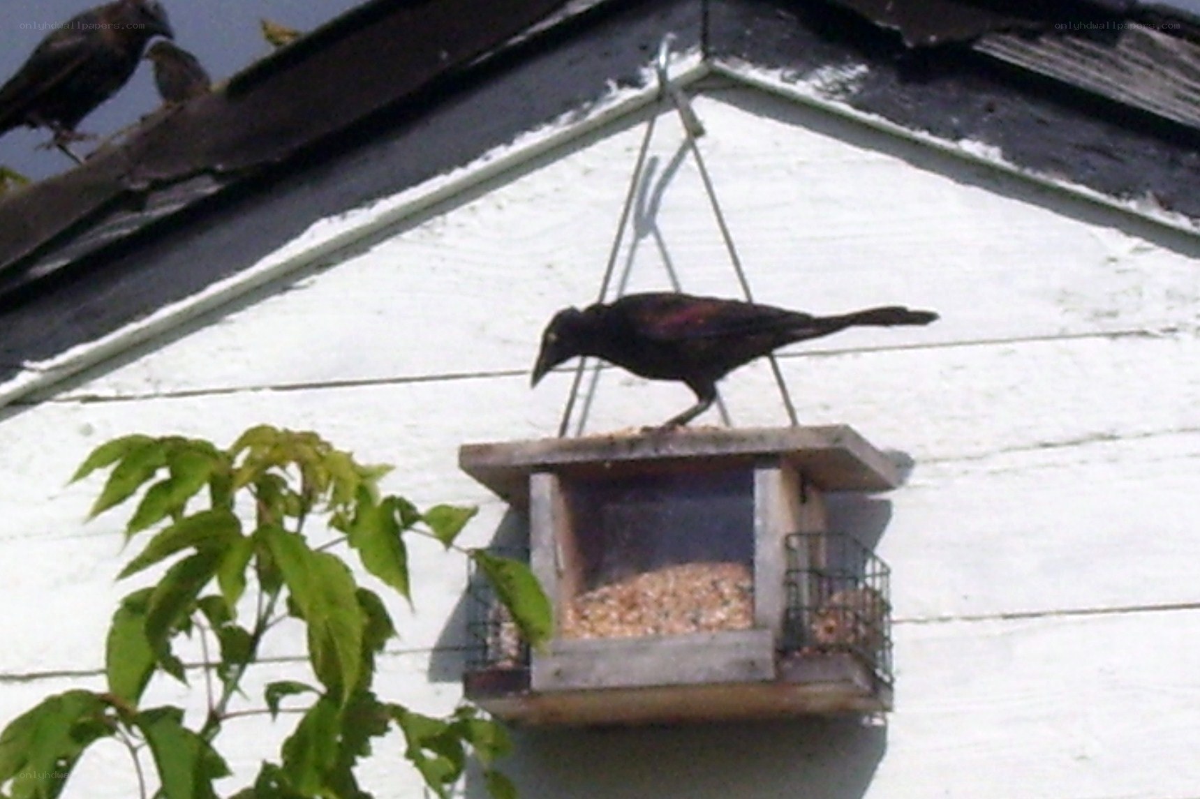 bird at a feeder