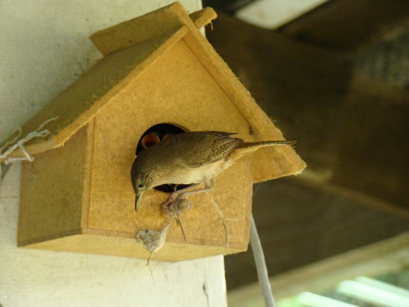 Bird at a nesting box