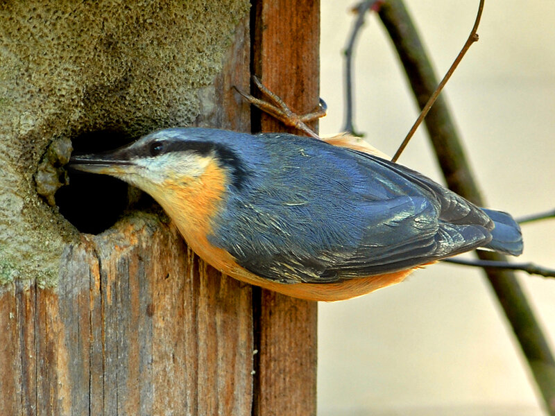 bird at a nesting hole