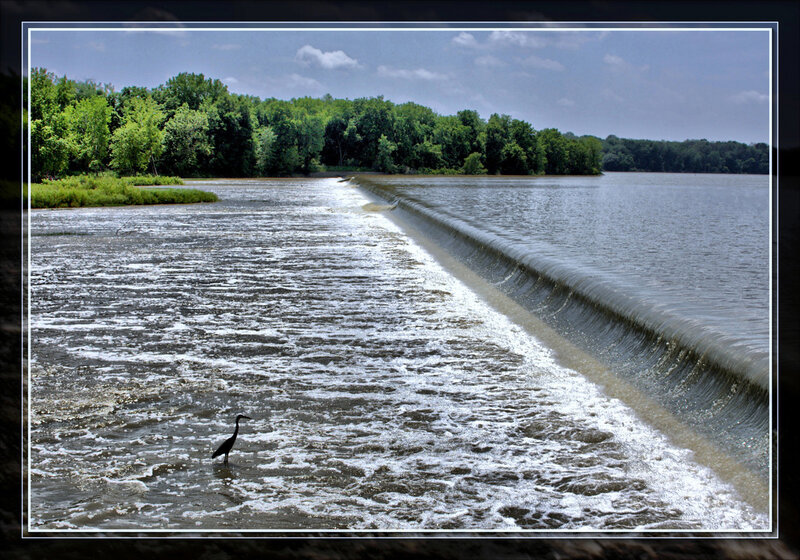 Bird at a river dam