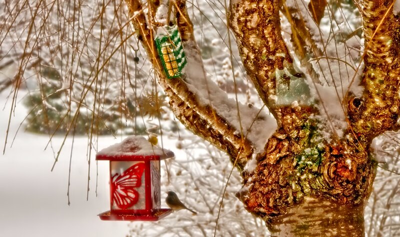 Bird at Feeder in Snow