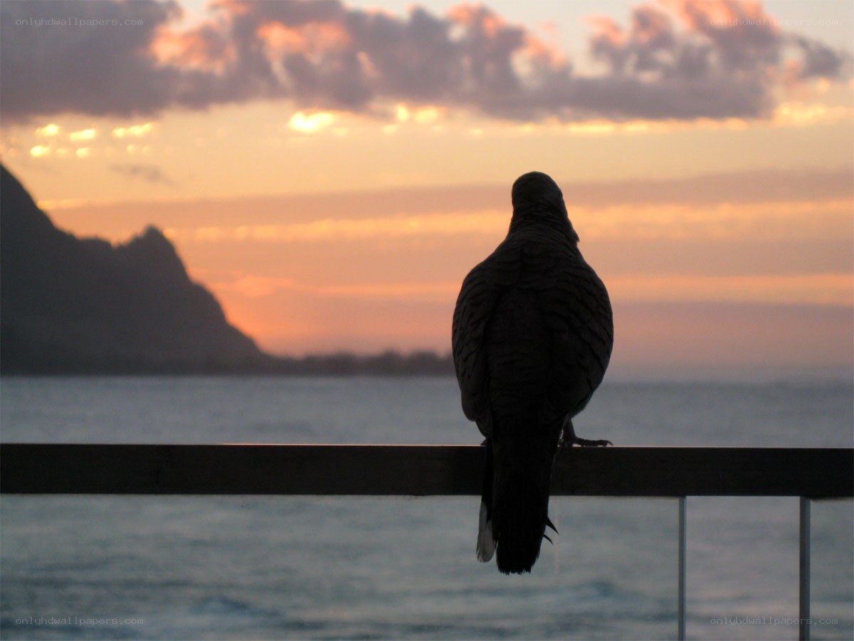 Bird at sunset overlooking the sea