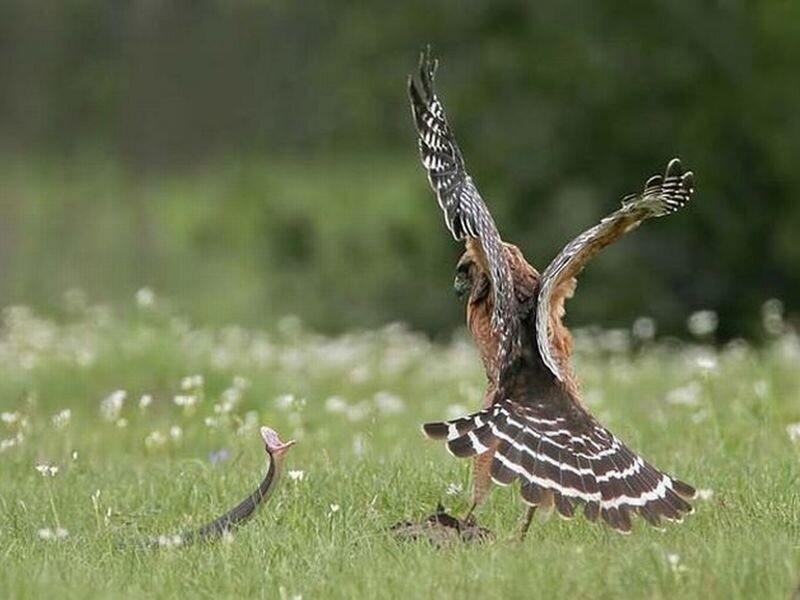 Bird Attacking Snake