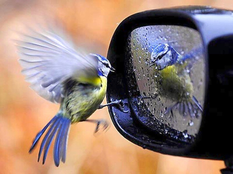 bird attacks mirror reflection