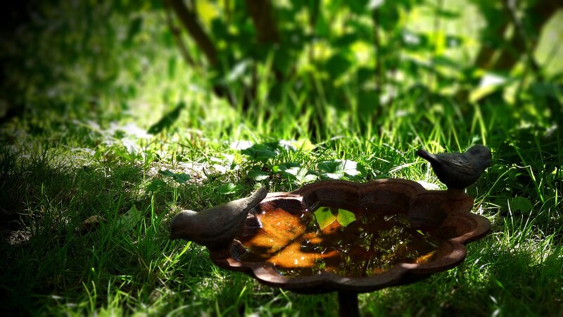 Bird Bath in Garden — Green, Serene, Afternoon, Photograph