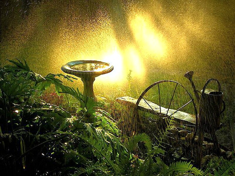 Bird Bath in Garden — Green