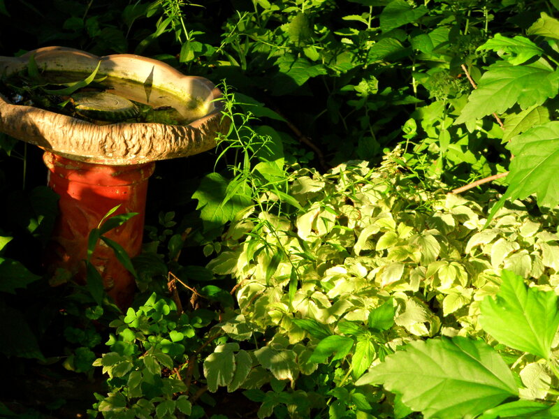 Bird Bath in Garden
