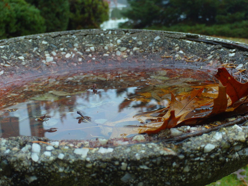 bird bath with fallen leaves
