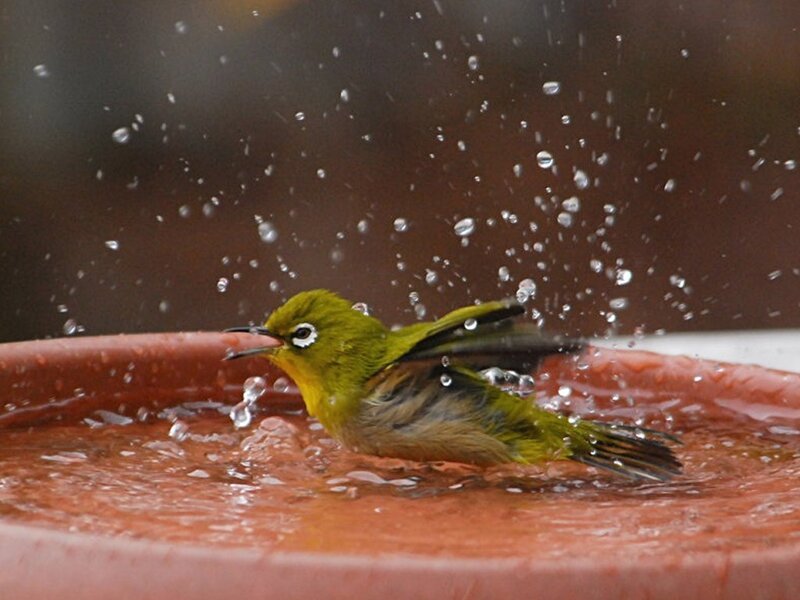 bird bathing in a water dish