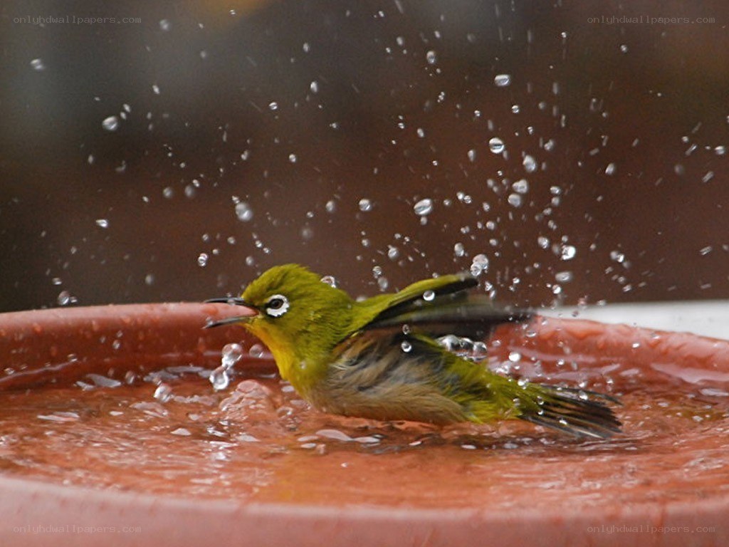 bird bathing in a water dish