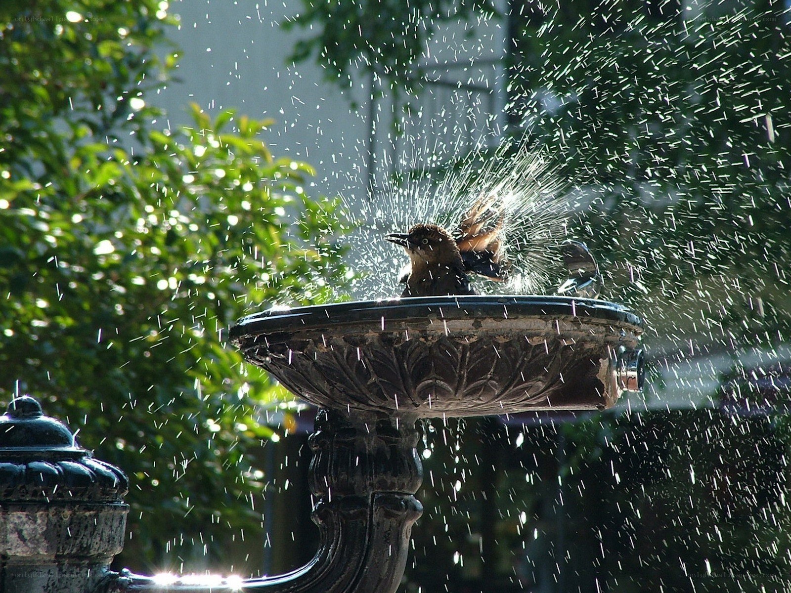 Bird bathing in fountain