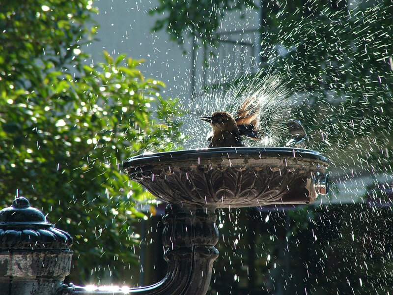 bird bathing in fountain
