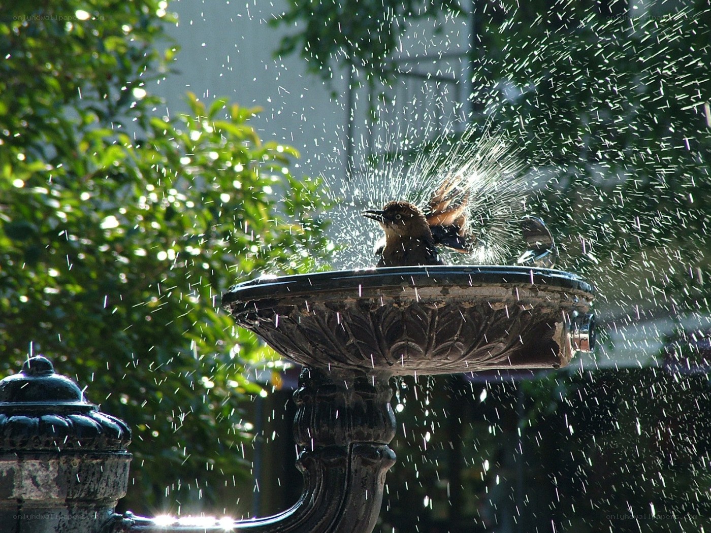 bird bathing in fountain