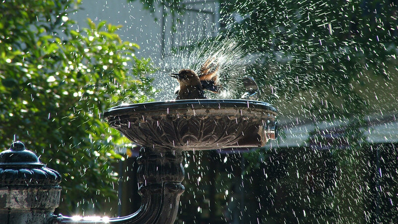 Bird Bathing in Fountain — Green, Active, Afternoon, Photograph, Spray, Trees