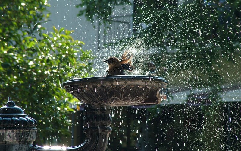 Bird Bathing in Fountain — Green, Active, Afternoon