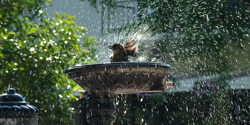 Bird Bathing in Fountain — Green