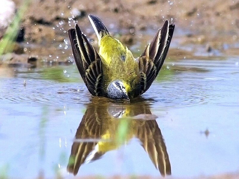 bird bathing in water