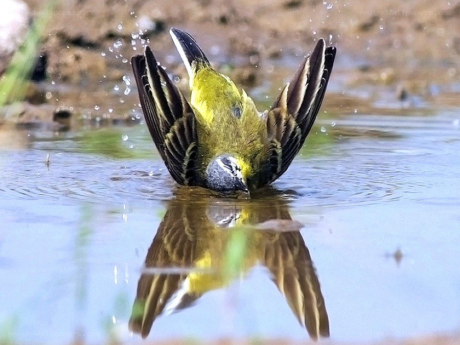 bird bathing in water