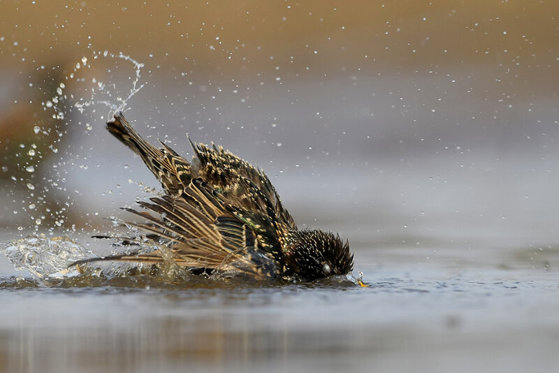 Bird Bathing in Water — Brown