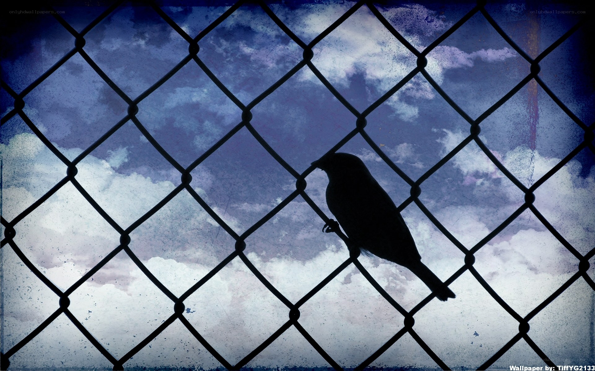 bird behind chain-link fence