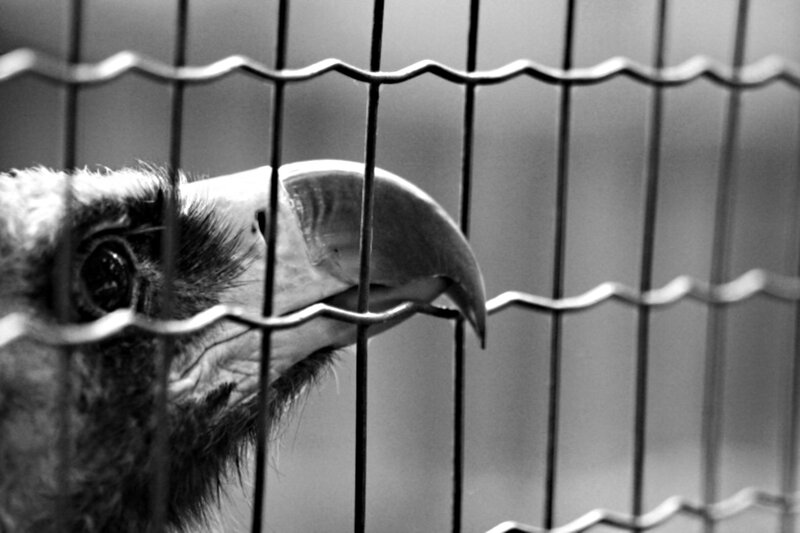 Bird Behind Wire Fence