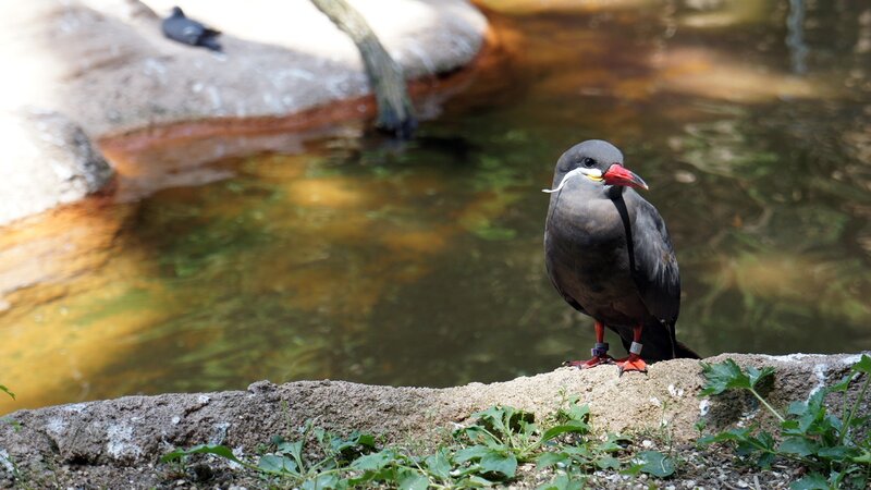 bird by a pond