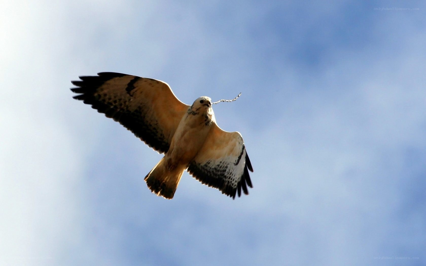Bird carrying a twig in flight