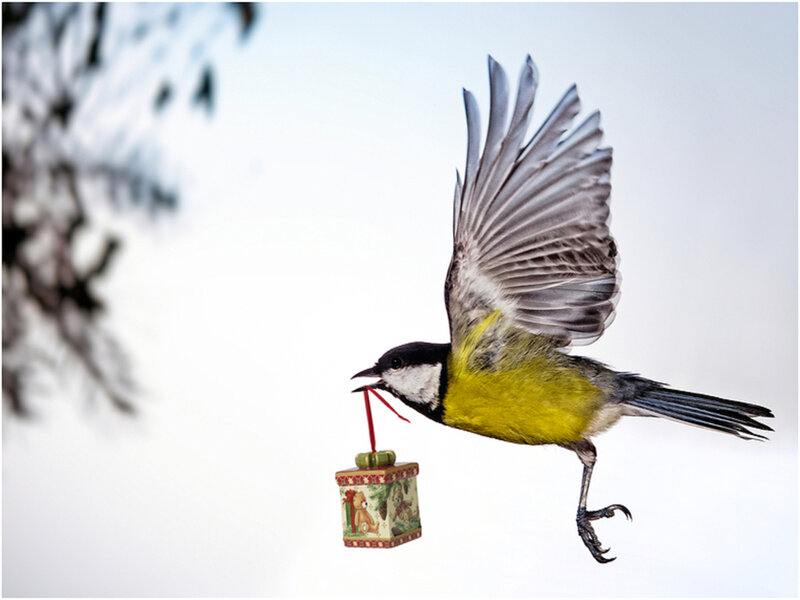 Bird Carrying Gift Box