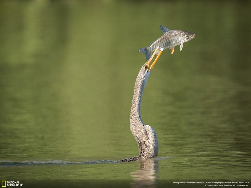 Bird catches fish in water