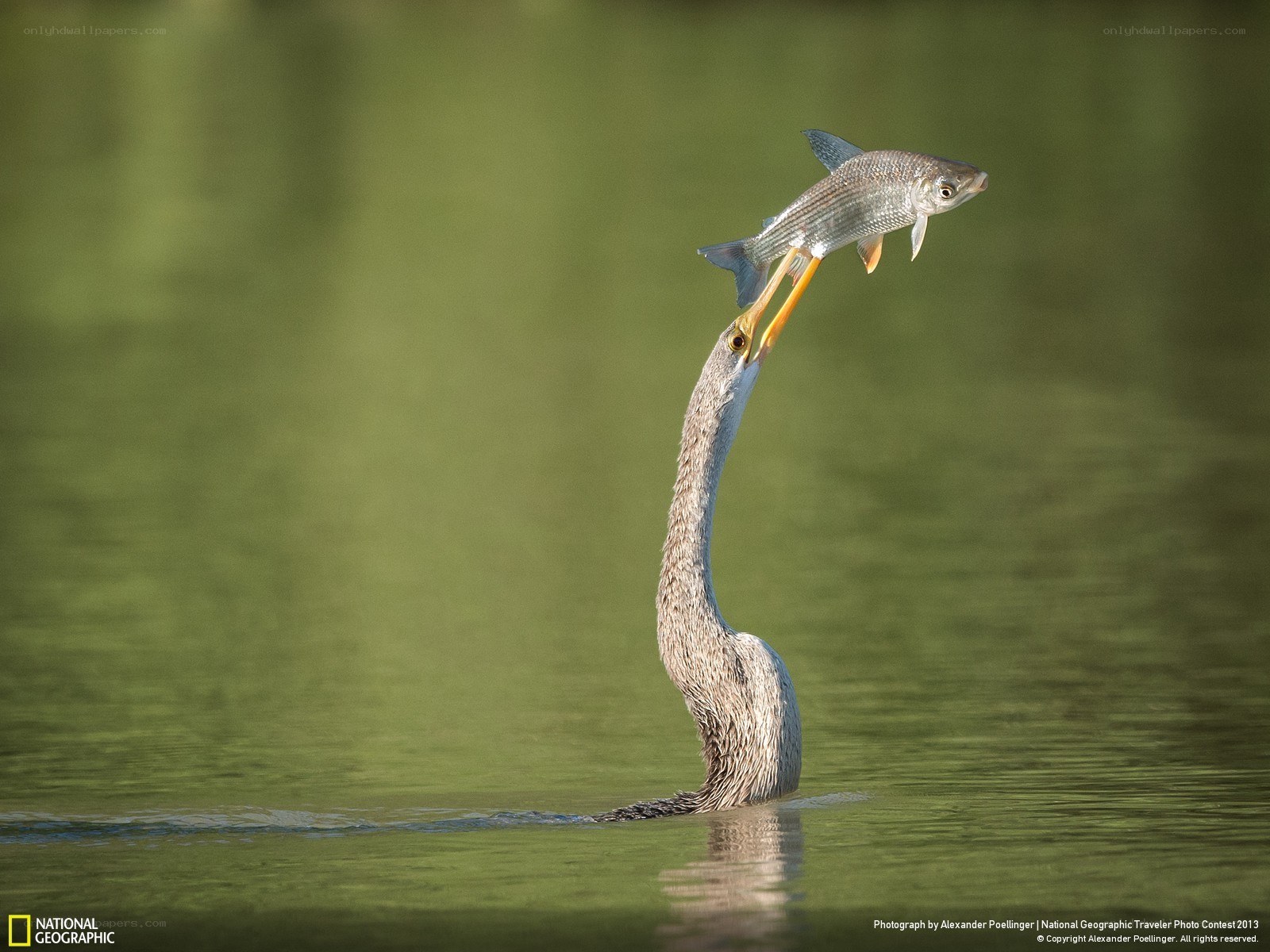 Bird catches fish in water