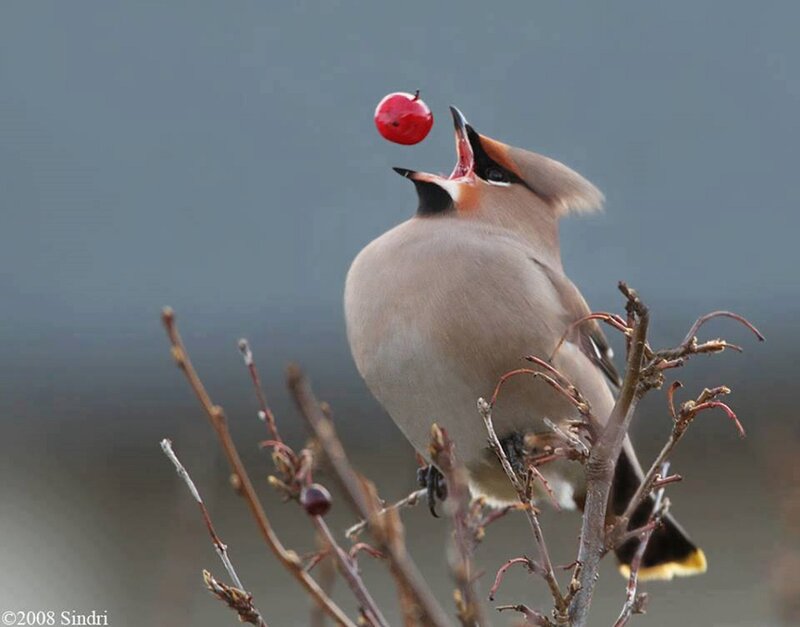 Bird Catching Berry — Gray