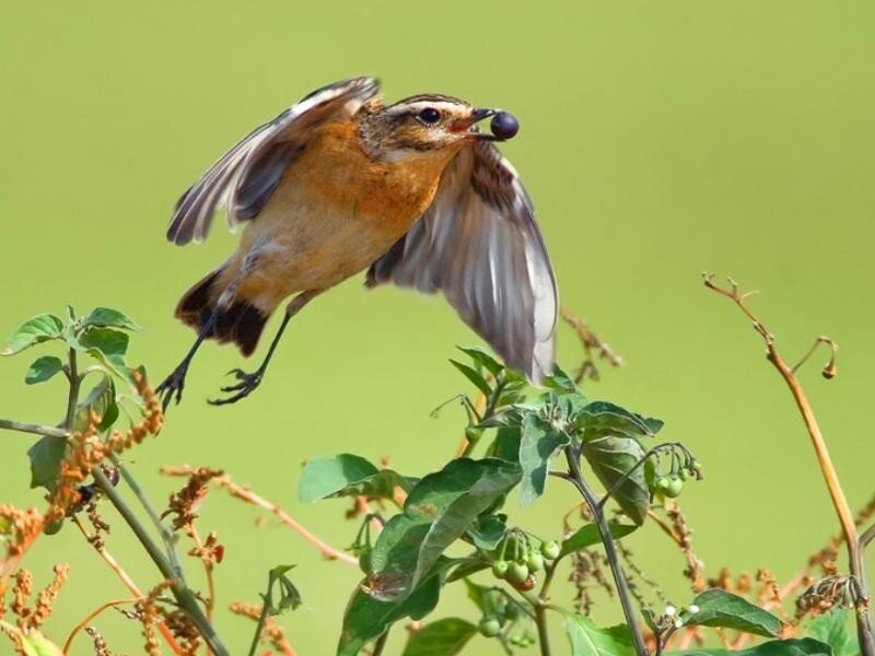 bird catching berry in flight