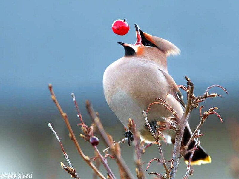 Bird Catching Berry